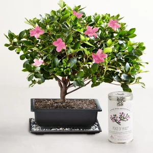 azalea-bonsai