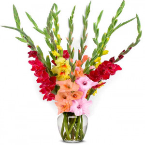 beautiful-gladiolus-24-stems