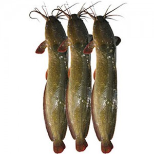Magur Fish
