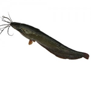 Shing Fish