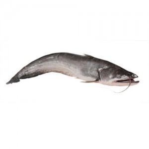 Boal Fish