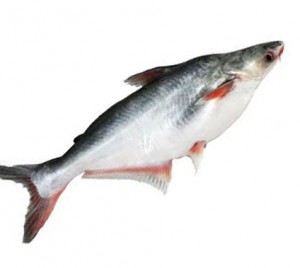 Pangash Fish (Farm)