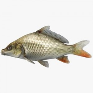 Grass carp