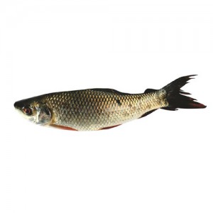 Mrigel fish