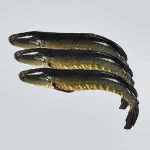 Shoil fish