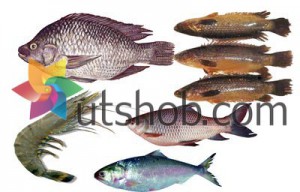 Bazar Shodai 05