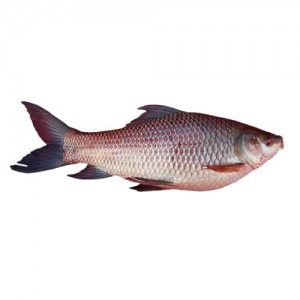 Rohu Fish
