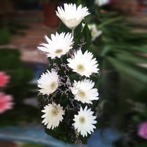 gerbera-flower-bouquet-14