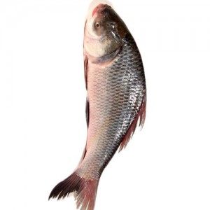 Catla Fish