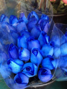 Elegant Blue Roses