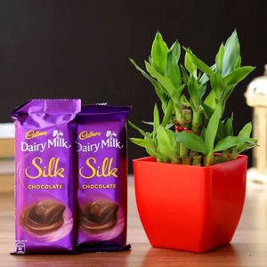 Bamboo Plant & chocolate