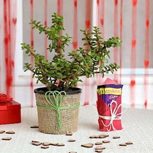 Jade Plant Cadbury Dairy Milk Chocolates