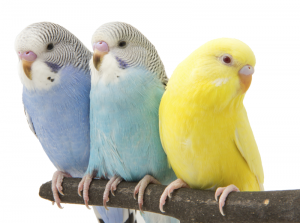 Budgerigar bird