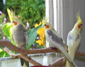 Cockatiel birds