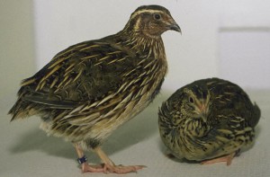Quail birds