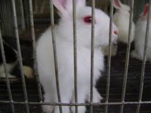 Rabbit