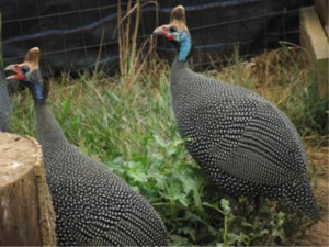 China Hen