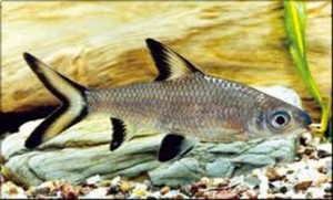 Silver Shark Fish