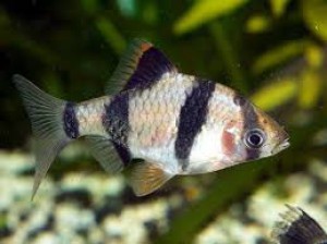 Tiger barb Fish