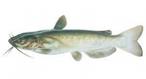 Cat Fish