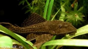 Sucker Fish