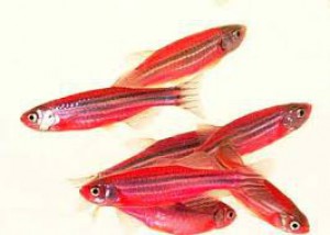Zebra Danio Fish