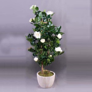 White Rose Plant