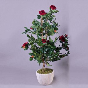 Red Rose Plant
