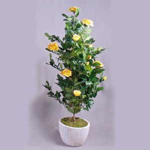 Yellow Rose Plant