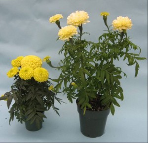 Marigold Flower Plant