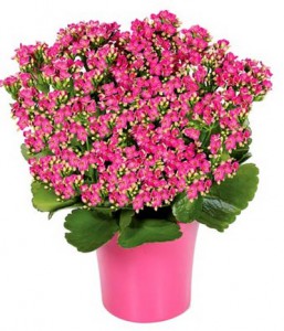 Kalanchoe Flower Plant