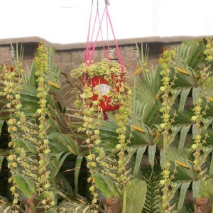 Hanging Orchid