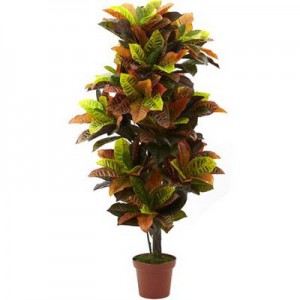 Garden Croton