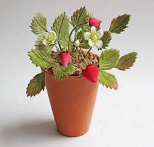 Srawberry Plant