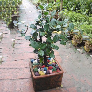 Chinese Elm Bonsai Plant