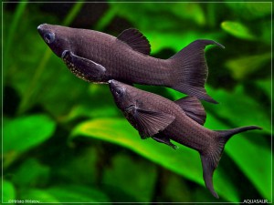 Black Molly