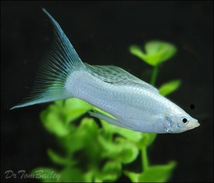 Silver Molly