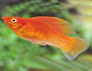 Red Molly