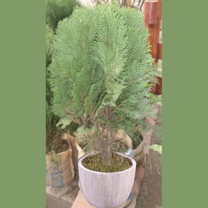 Jhau Tree Plant