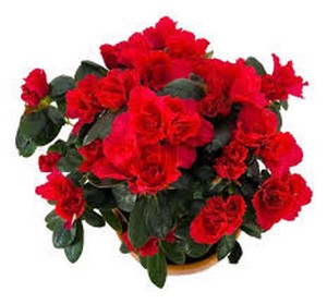 Azalia Flower Plant