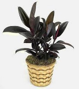 Rubber Tree Plant