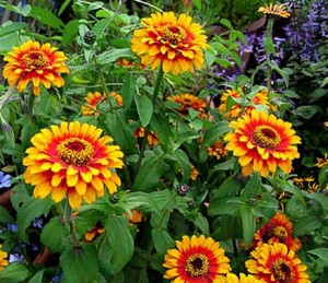 Zinnia Flower Plant
