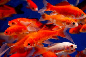 Comet Gold Fish