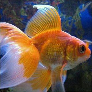 Gold Fish