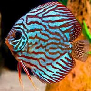 Discus Fish
