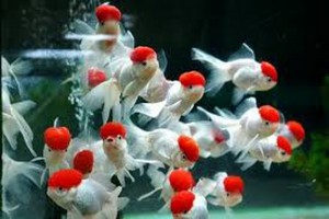 Red Cap
