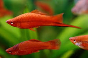 Sordtail Fish