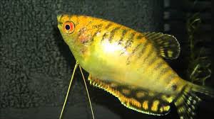Golden Gourami Fish