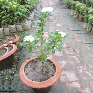 Noyon Tara