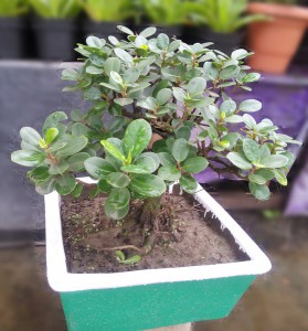 Chinese Bonsai Tree